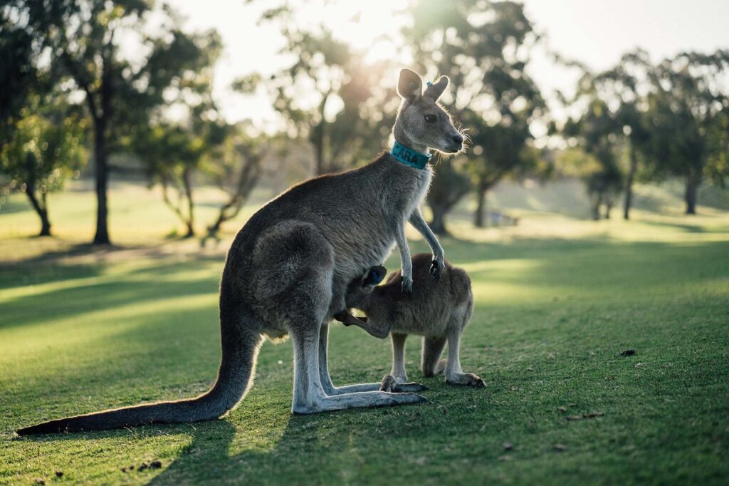 australia-kangaroo-outback-1180394 australia, kangaroo, outback-1180394.jpg